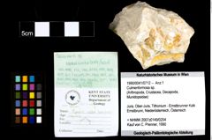 Foto (Objket + Etiketten) von Culmenformosa sp. 